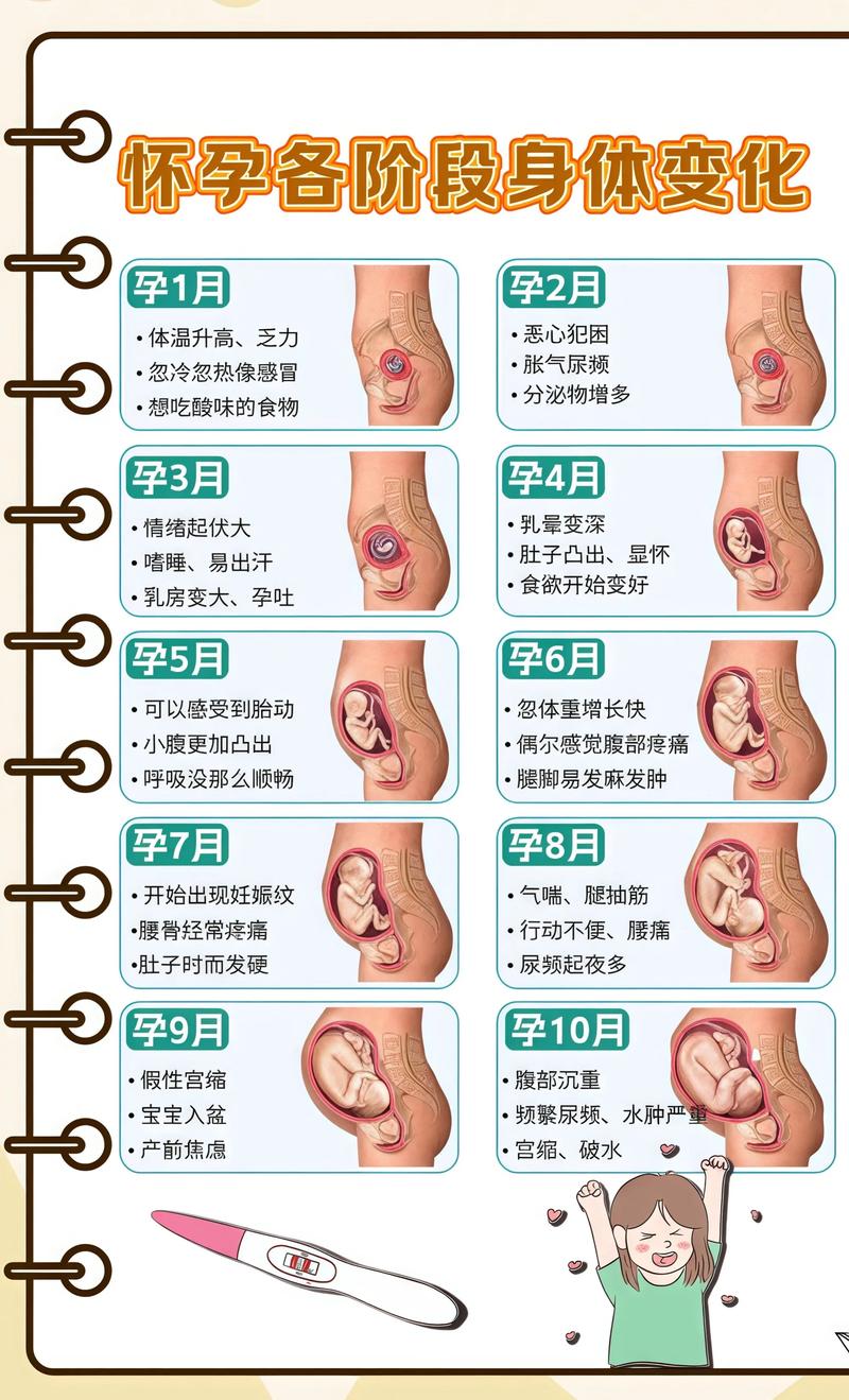 揭秘供卵代孕妈妈怀孕小腹分两节，孕期变化的奥秘南宁代生机构: